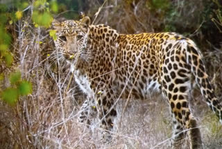 New female leopard Chandni, Jhalana Leopard Photo