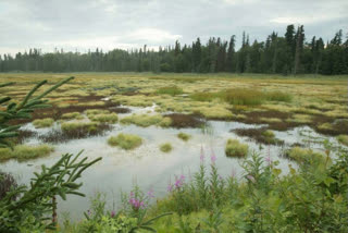 World Wetlands Day 2021: The need to conserve these distinct ecosystem