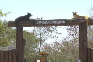 chitradurga people demanded as Develop the jogimatti wildlife sanctuary