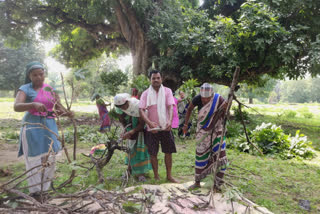 Farmers earning lakhs of rupees annually by cultivating lac in kanker