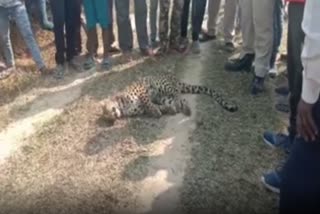 jorhat-leopard-fight