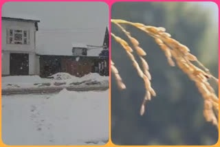 برفباری سے مُشک بُدجی چاول اگانے والے کسان کافی خوش