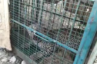 nathdwara news, forest department, panther rescued