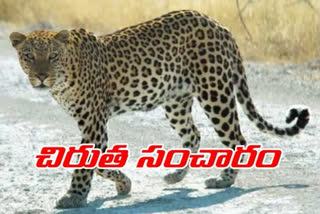 Leopard attack on cow in marlapalle