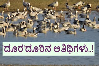 migration-of-ducks-from-mongolia-china-tibet-to-hassan