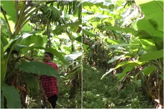 banana farming by idukki sales tax office workers  banana cultivation in idukki  വാഴക്കൃഷിയില്‍ നൂറ് മേനി  കമ്പം മേട്ട് സെയിൽ ടാക്‌സ് ഓഫീസ്  ഇടുക്കി  ഇടുക്കി പ്രാദേശിക വാര്‍ത്തകള്‍