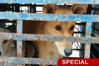 street-dog-lover-unique-initiative-in-hazaribag