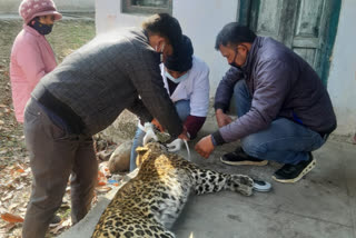 Leopard news Someshwar