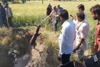 People removing deer from the well