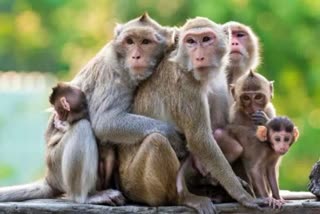 pil-seeking-monkey-flu-disease-control