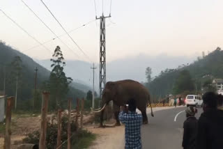 wild elephant munnar  Padayappa in Munnar  പടയപ്പ എന്ന കാട്ടുകൊമ്പൻ  മൂന്നാറുകാരുടെ പടയപ്പ