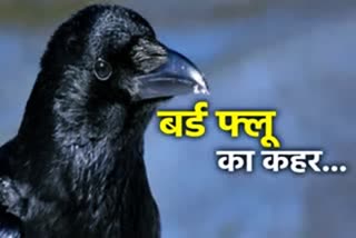 Rajasthan bird flu update,  Birds died in Jaipur