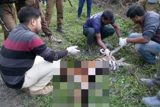 Tiger cub found dead in Kaziranga Range