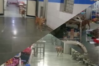 Maharashtra: Video of stray dogs inside patient ward at Government Medical College Nagpur, goes viral