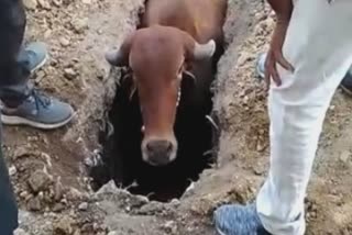 ભાવનગરમાં એક મહિનાથી ખોદેલા ખાડામાં ગાય ખાબકી, લોકોએ ગાયને બચાવી