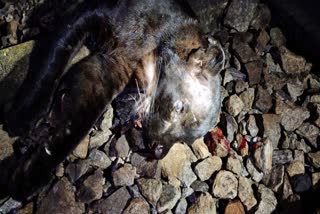 a-black-leopard-died-by-train-accident-near-kundapura