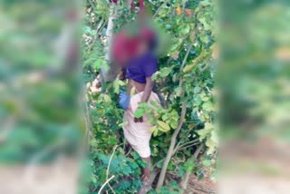 a-mentally-ill-old-aged-women-who-committed-suicide-by-hanging-himself-in-a-tree