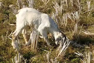 goat rearing trend in Shahdol