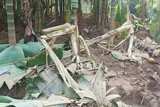 wild elephant destroyed the corps  wild elephant in malappuram  wild elephant destroy farming  കാട്ടാന ശല്യം രൂക്ഷം  ചളിപ്പാടം മേഖലയിൽ കാട്ടാന ഇറങ്ങി