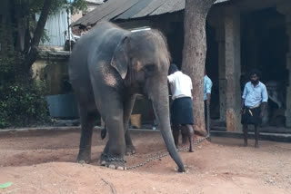 Thiruparankundram temple elephant  came to Meenakshiamman temple