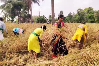 நெல் ரகங்களை கையால் அறுவடை செய்த தன்னார்வலர்கள்  கையால் நெல் அறுவடை செய்த தன்னார்வலர்கள்  நெல் அறுவடை  Volunteers harvesting paddy varieties by hand  Volunteers harvesting paddy varieties by hand in thiruvallur  Paddy harvest