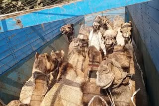 chandigarh camel smugglers arrested