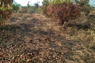 fire to  mango trees and tamarind trees