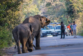 elephants group blocked Jagadhri-Paonta National Highway