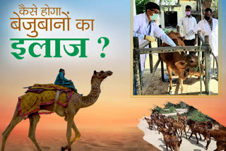 Rajasthan struggling shortage Veterinary Doctors, राजस्थान में वेटनरी डॉक्टर्स की कमी