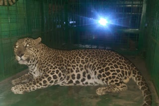 leopard imprisoned in dhar