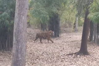 Tiger shown to tourists in Bandhavargarh Tiger Reserve