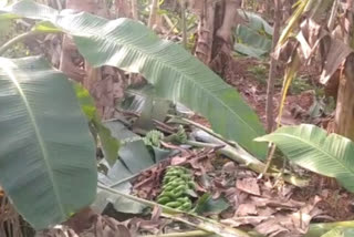 Elephants destroyed Two acres of banana crop