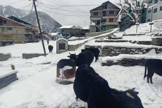 Himachal Pradesh: Malana area of Kullu district gets covered in a blanket of snow.