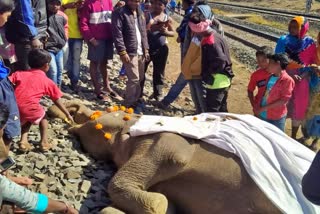 two elephants died as train hits in chaibasa