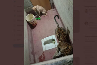 Karnataka: A Dog And A Leopard, Stuck In Toilet For Hours