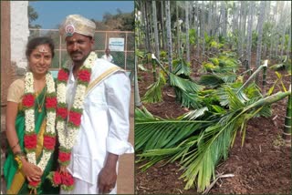 250 nut trees cut down in tumkur