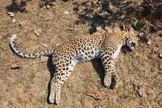 three-year-old-leopard-dies-of-starvation-in-amgaon-taluka