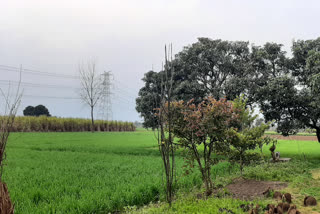 rain in yamunanagar