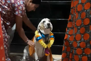 pregnent dog baby shover in hubbali