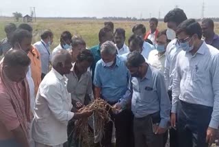 Central team inspects rain affected crops