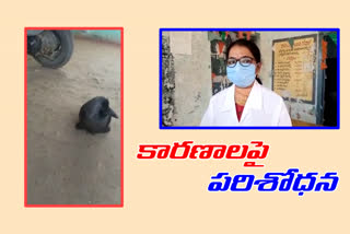 veterinary doctors enquiry on birds, hens, dogs deaths in dornal village dharur mandal in vikarabad dist