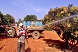 growers sprayed drug on mango crop