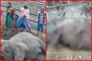 2 Elephants Killed After Being Hit By Train