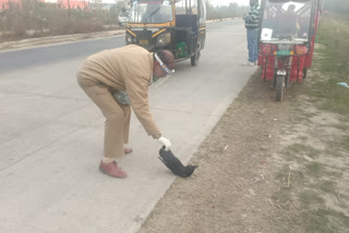 सड़क किनारे मिला मृत कौवा