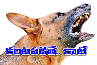 The problem of street dogs in Hyderabad is serious.