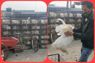 Chicken becomes cheaper in Ghazipur Chicken Market due to the closure of Delhi borders