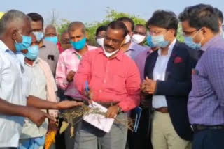 Central committee inspection the damaged crops Central committee Thoothukudi district news Damaged crops in thoothukudi துாத்துக்குடி மாவட்டச் செய்திகள் தேசமடைந்த பயிர்களை ஆய்வுசெய்த மத்திய குழுவினர் கனமழையால் தேசமடைந்த பயிர்கள்