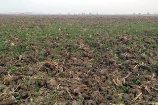 weather farming in bihar