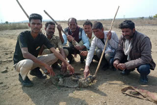 Chhabra Baran News,  नदी में मगरमच्छ, वन विभाग की कार्रवाई