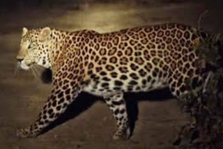 In Karwadi Shivara, a leopard hunted an animal